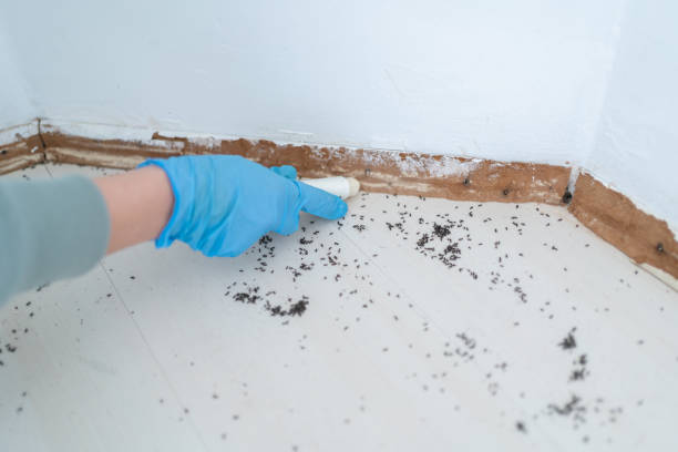 Best Best Pest Control Companies  in Tazewell, TN